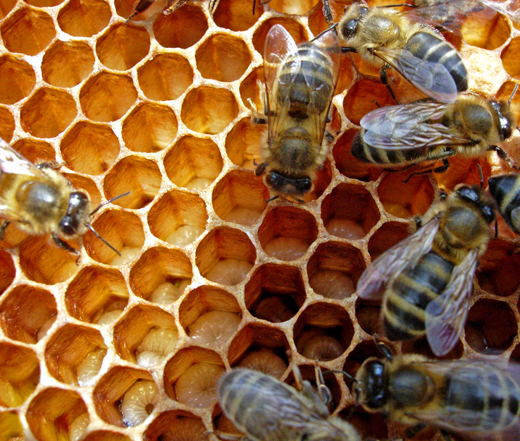 Nurse bees feeding larvae in my hives – July 4th 2008
