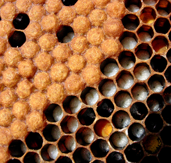 bee laying eggs