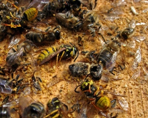 Wasps and bees lie among hundreds of dis-membered bee wings